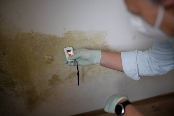 Why You Should Choose Our Mold Remediation Services in Bonneau Beach, SC